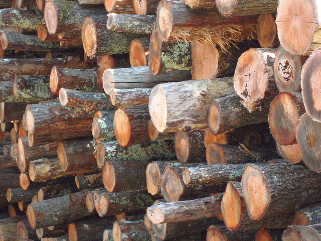 Canada Pension Eyes $1 Billion of Australian Timber